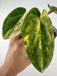 Anthurium Papi X Carla Variegated — velvet heart-shaped leaves with cream and yellow-green variegation