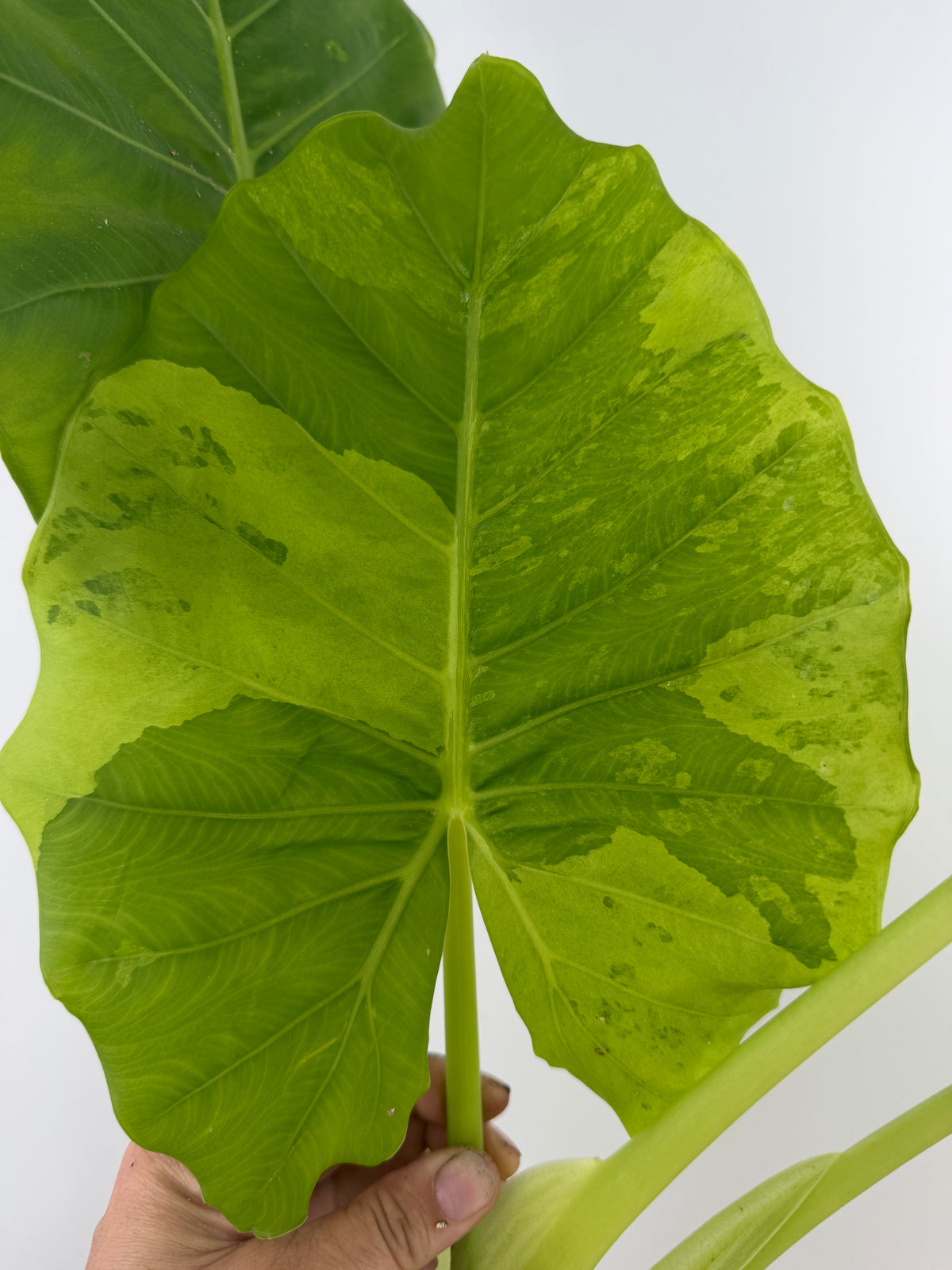 Alocasia Macrorrhiza Lemon Variegated — mother plant leaf, pictured for reference only, not for sale