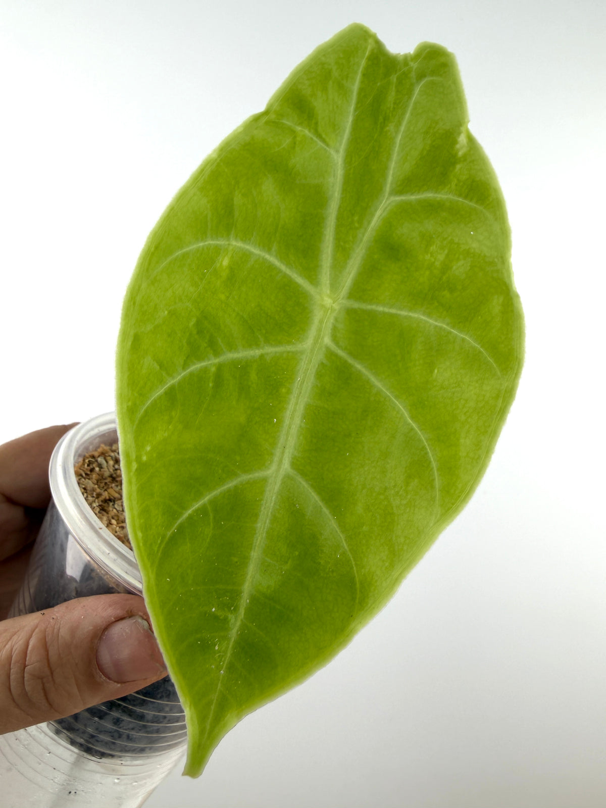 Alocasia Watsoniana Silver Pup - exact pup pictured