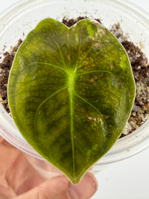 Alocasia Golden Bone Pink Variegated Pup