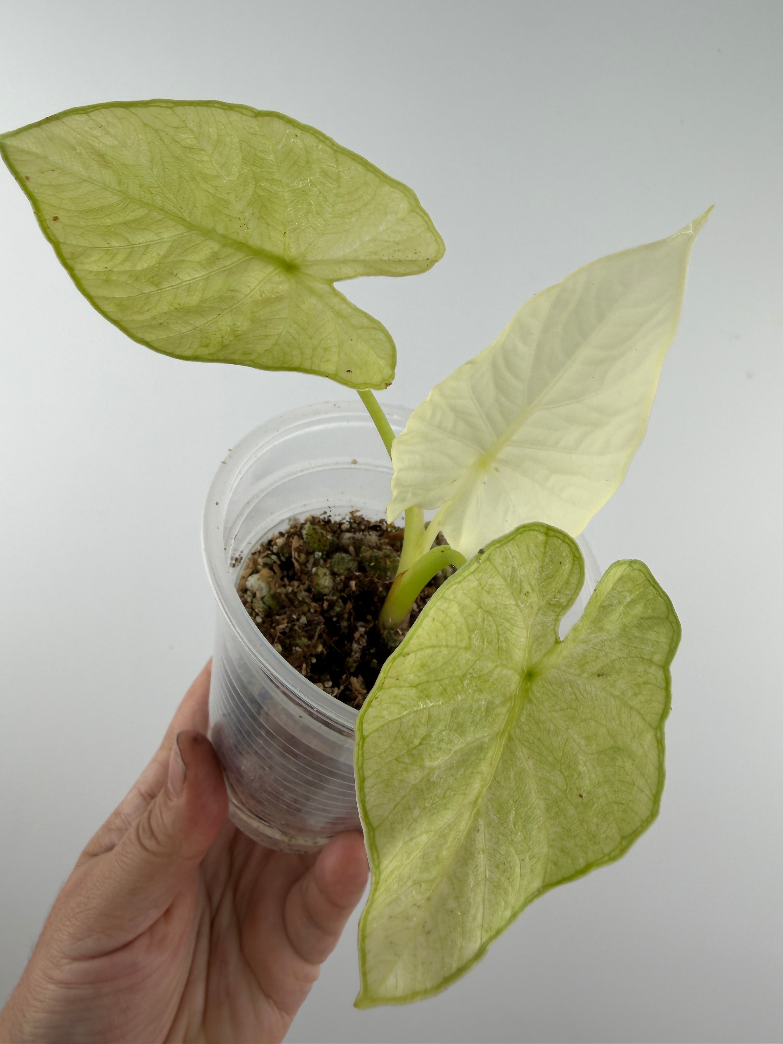 Alocasia Portei Aurea Variegated for Sale – Mild To Wild Studio