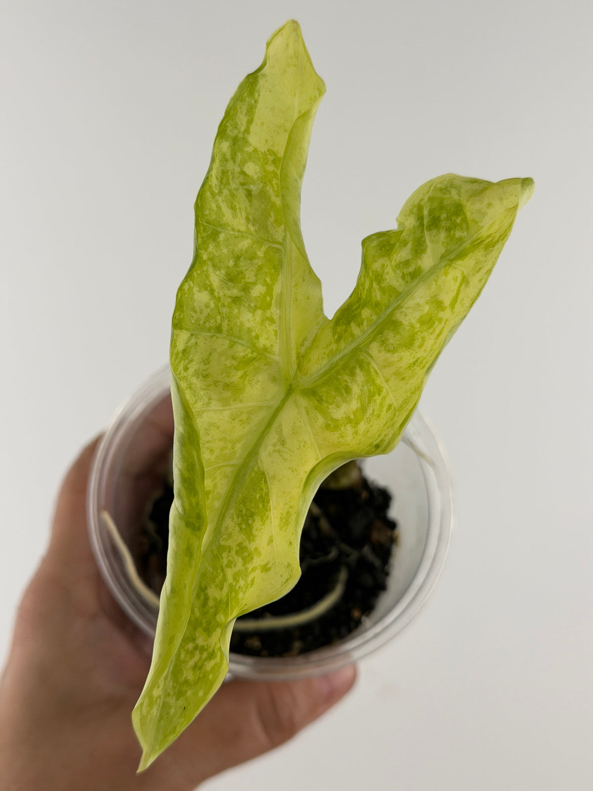 Alocasia Longiloba Green Lantern Variegated Pup — arrowhead leaf glowing butter cream and chartreuse with green dappling (exact pup)