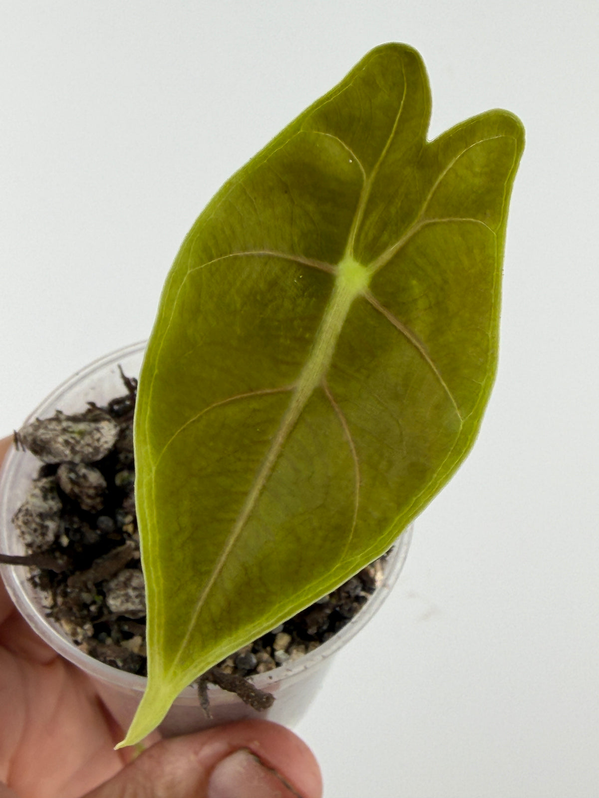 Alocasia Grandis Purple Vein — velvety olive-green arrowhead leaf with rosy purple-blushed veins (exact plant)