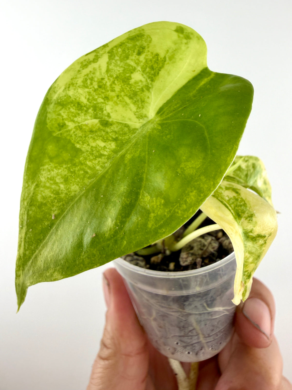 Alocasia Longiloba Aurea Variegated — glossy heart leaf marbled lime and butter yellow, new pale cream leaf behind (exact plant)
