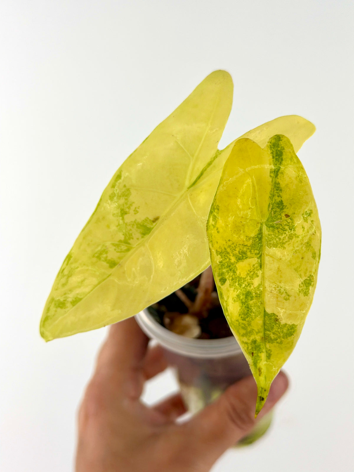Alocasia Longiloba Chum Phon Variegated — arrowhead leaves washed in butter yellow with a speckled lime stripe (exact plant)