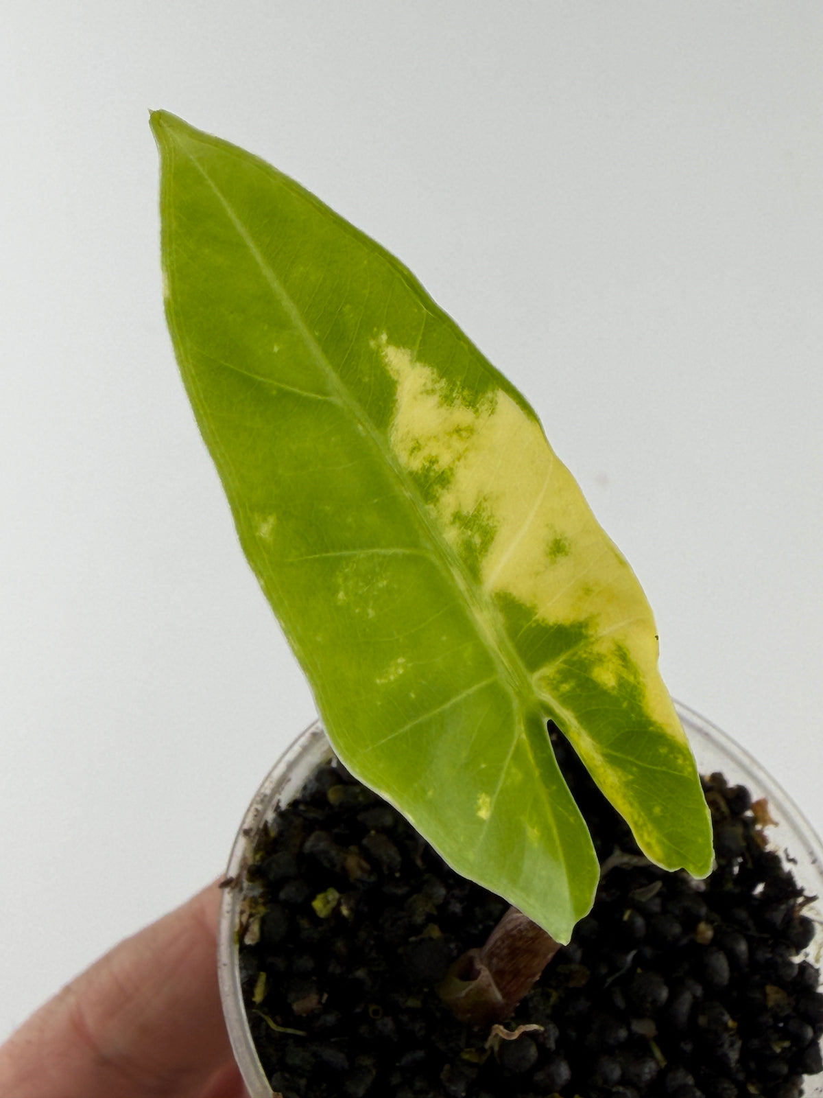 Alocasia New Guinea Gold Pink Stem Variegated — arrowhead leaf with a bold butter-cream sector (exact plant)