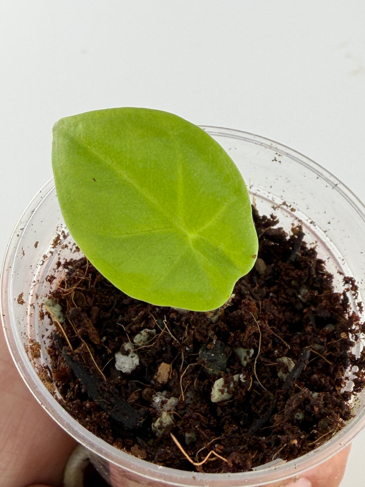 Alocasia Silver Sword Hybrid (Albautwan x Dragons Breath) — young plant with a fresh lime-green leaf (exact plant)