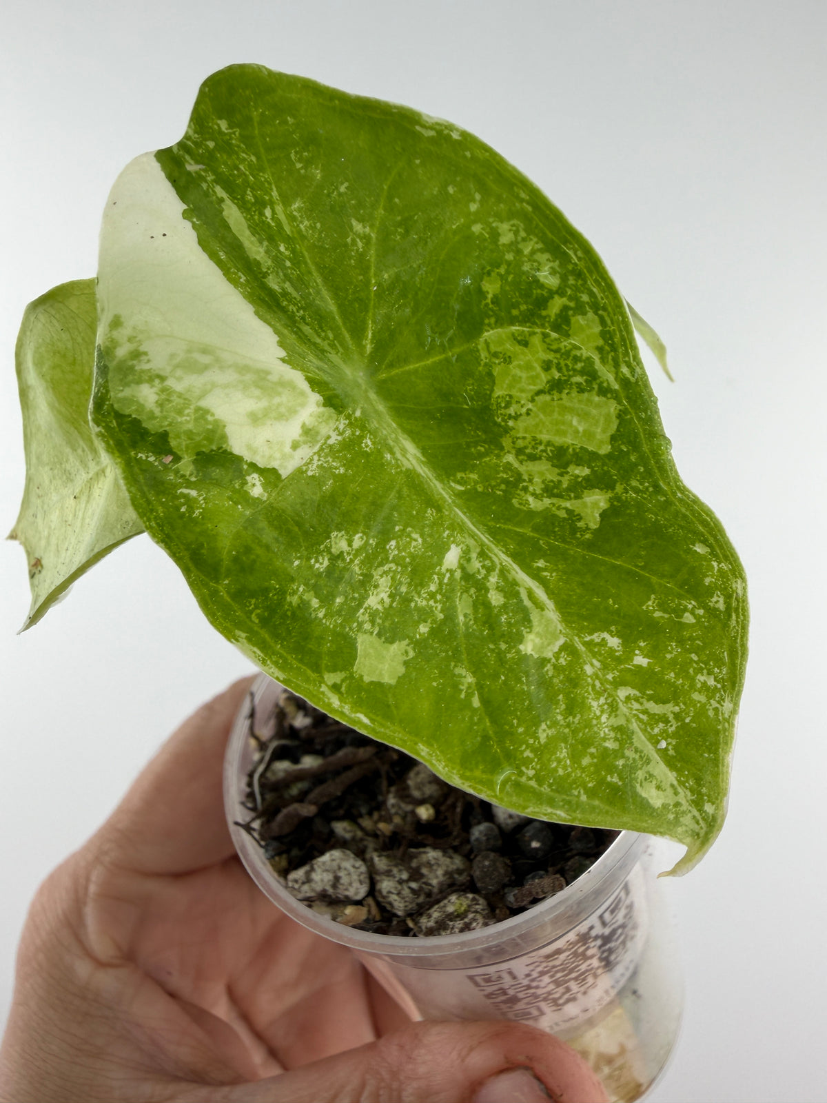 Alocasia Pink Dragon Albo Variegated — leaf with a bold white sector and mint splashes, pale cream leaf behind (exact plant)