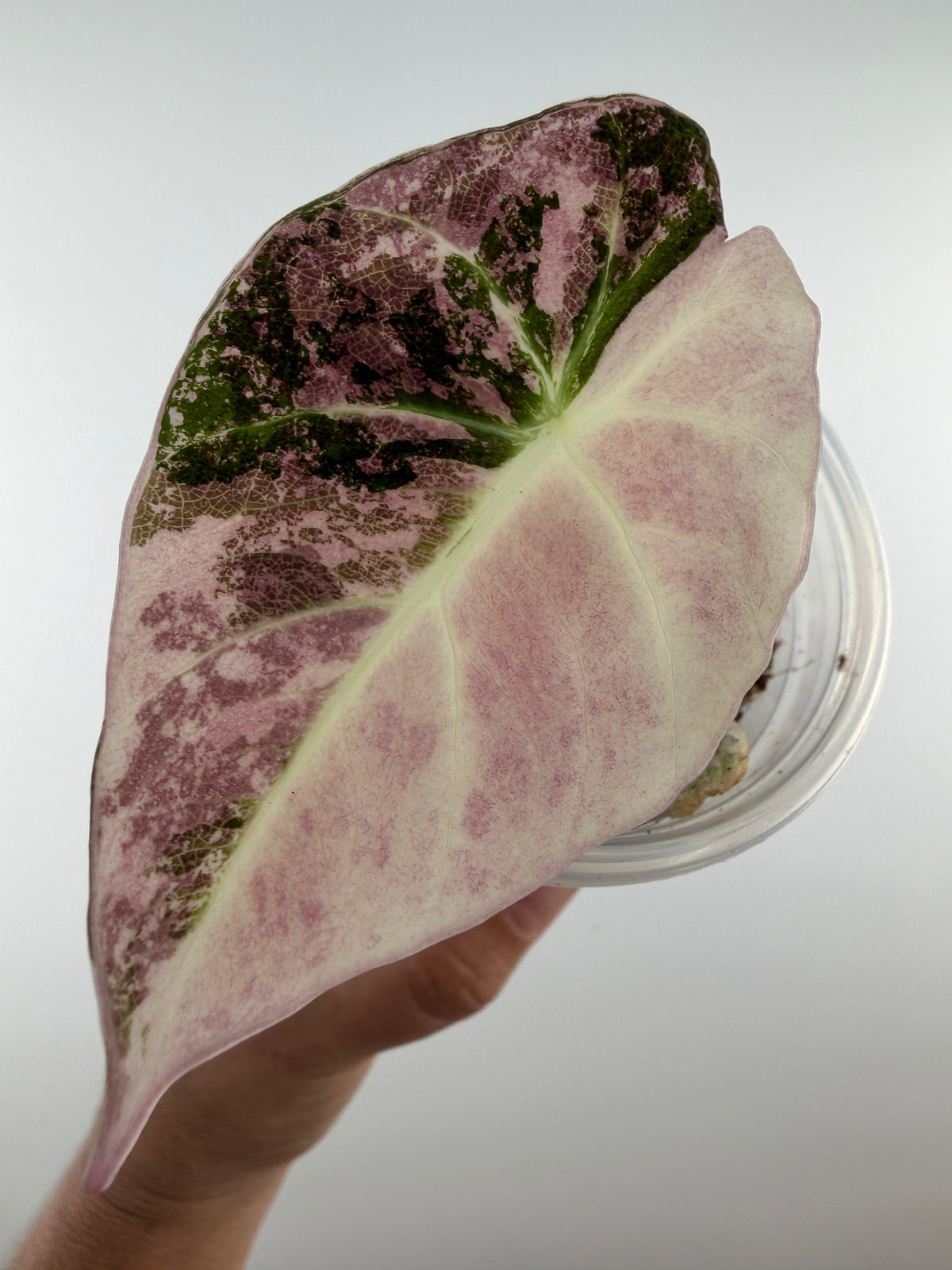 Alocasia Black Velvet Pink/Purple Variegated — velvet leaf half blush pink with purple freckles, half deep green and plum (exact plant)