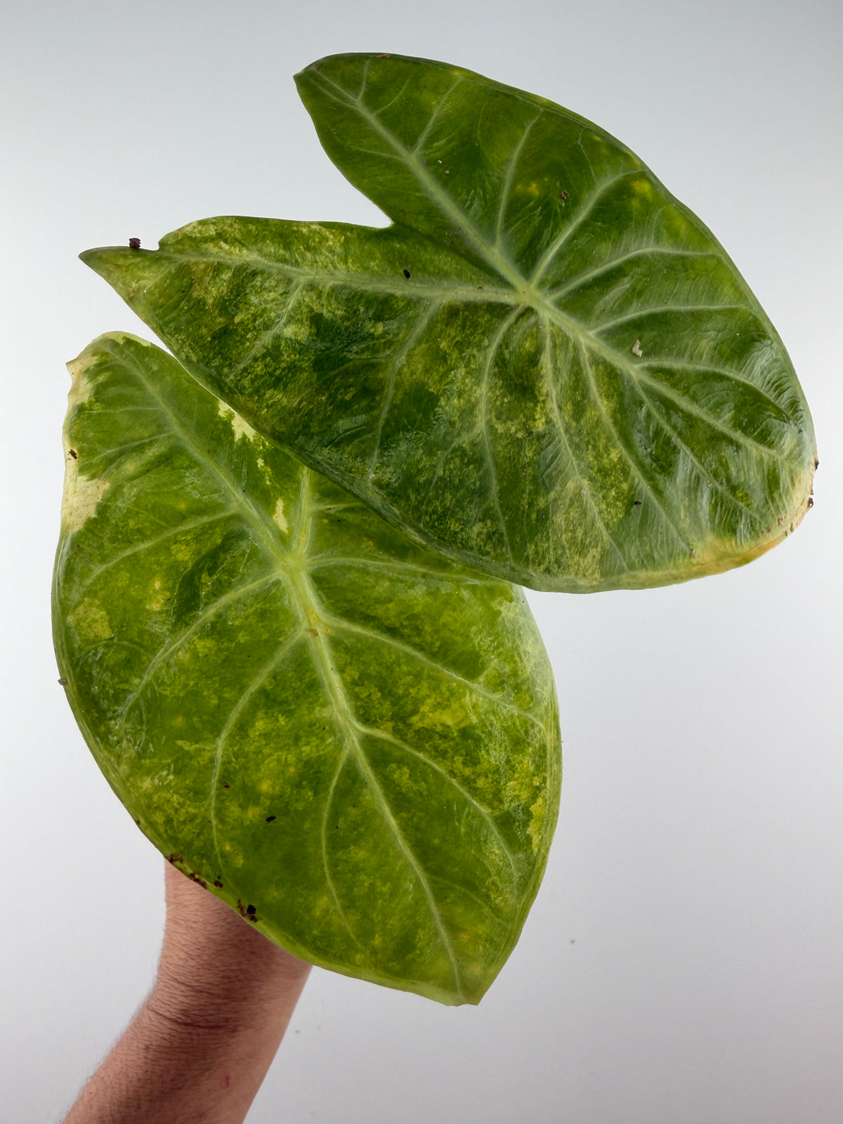 Mother plant of CORM: Alocasia Ivory Coast Aurea Variegated — glossy leaves marbled gold and lime (reference only)