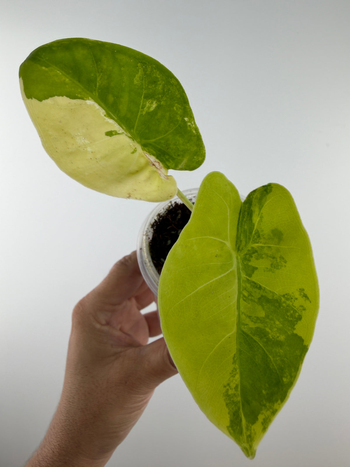 Alocasia Macrorrhiza Aurea Variegated — one leaf half butter cream, one lime-yellow with green sectors (exact plant)