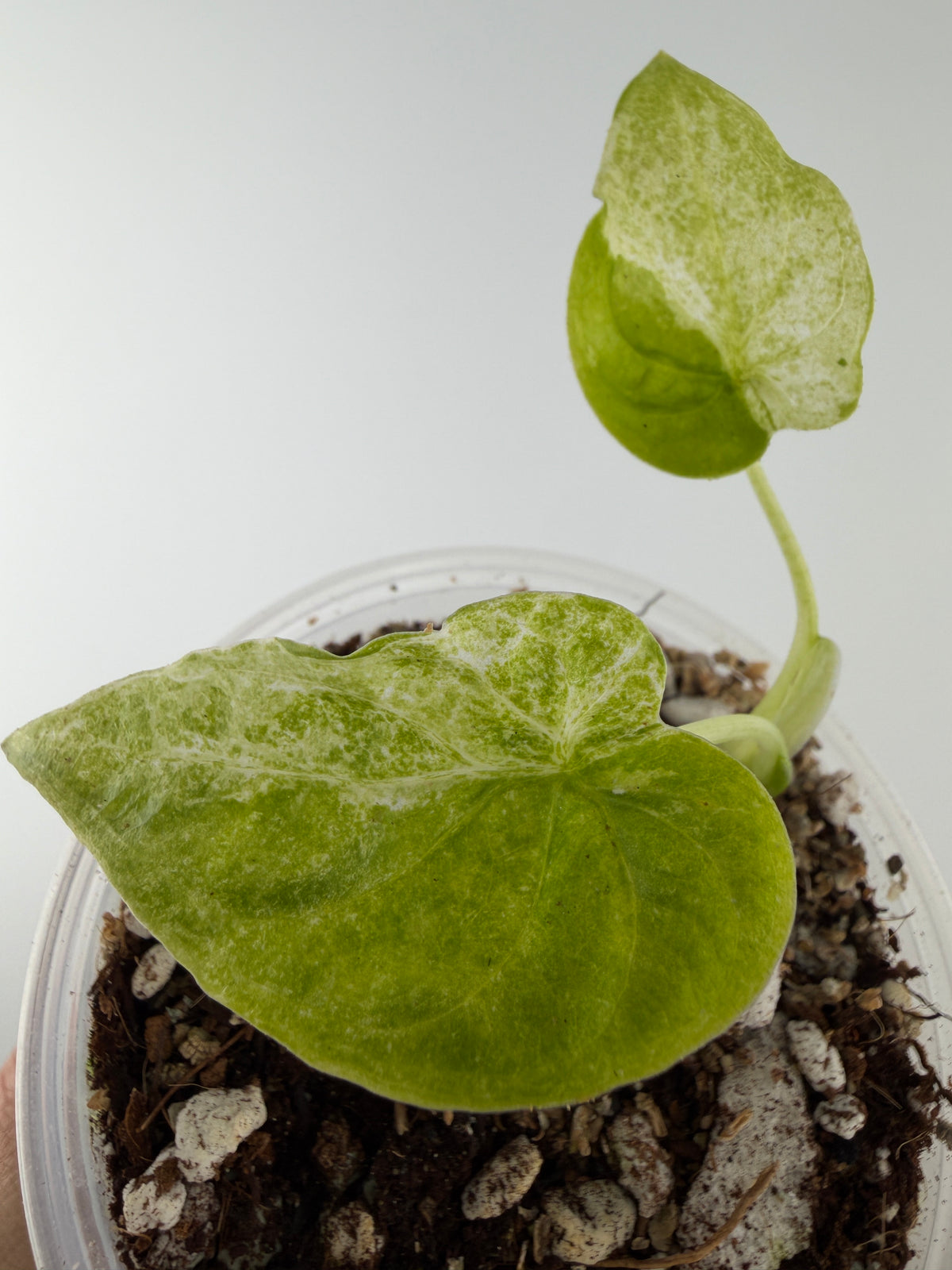 Alocasia Cucullata White Stripe Mint Lava Variegated, exact plant pictured