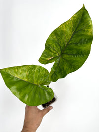 Alocasia Dark Star Aurea