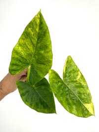 Alocasia Flemingiana Aurea