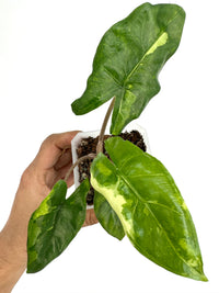 Alocasia Corazon Tricolor