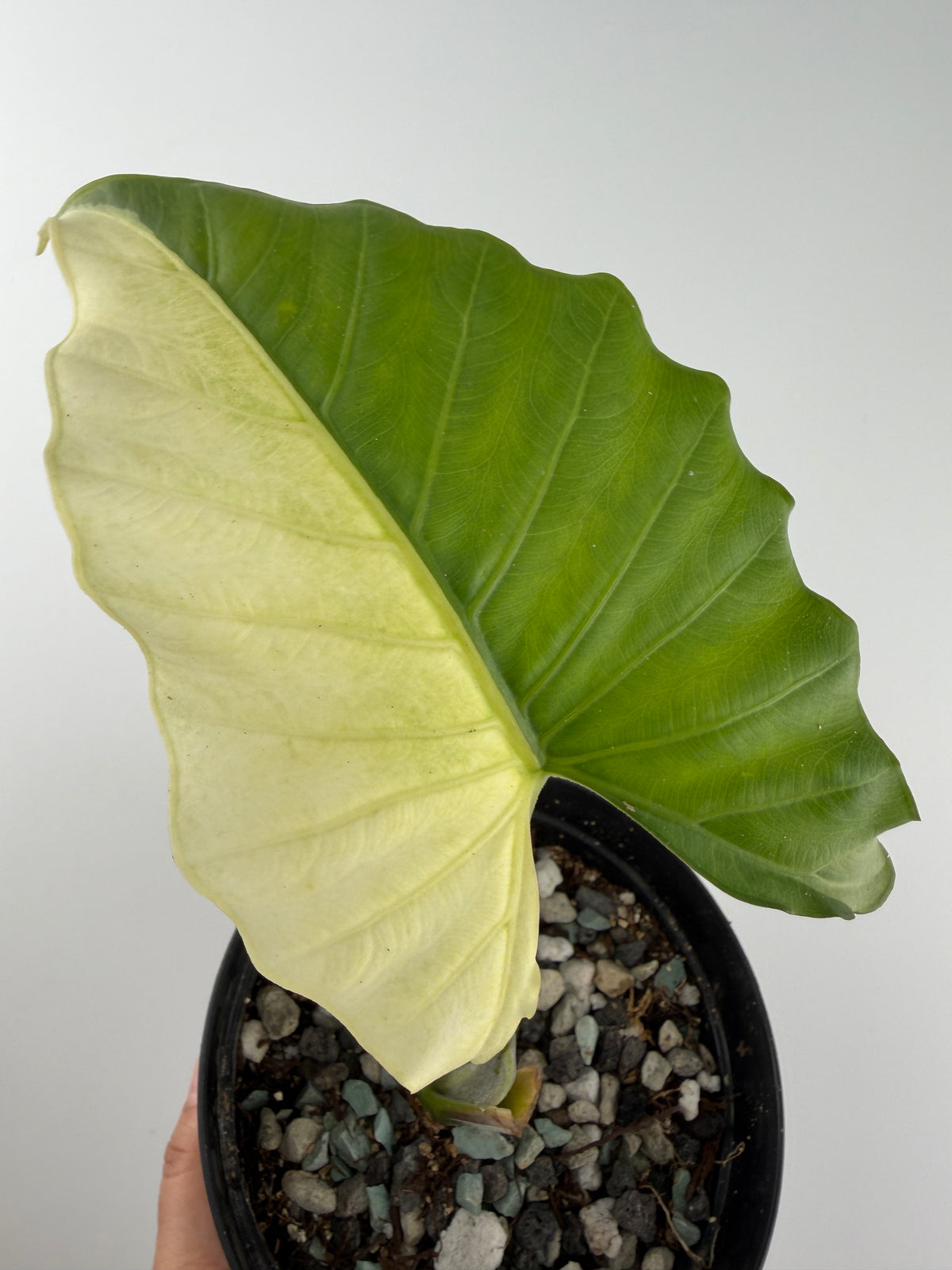 Alocasia Silver Reginae X Alba Albo Variegated mother plant with a half-moon leaf, half creamy white and half green — reference only