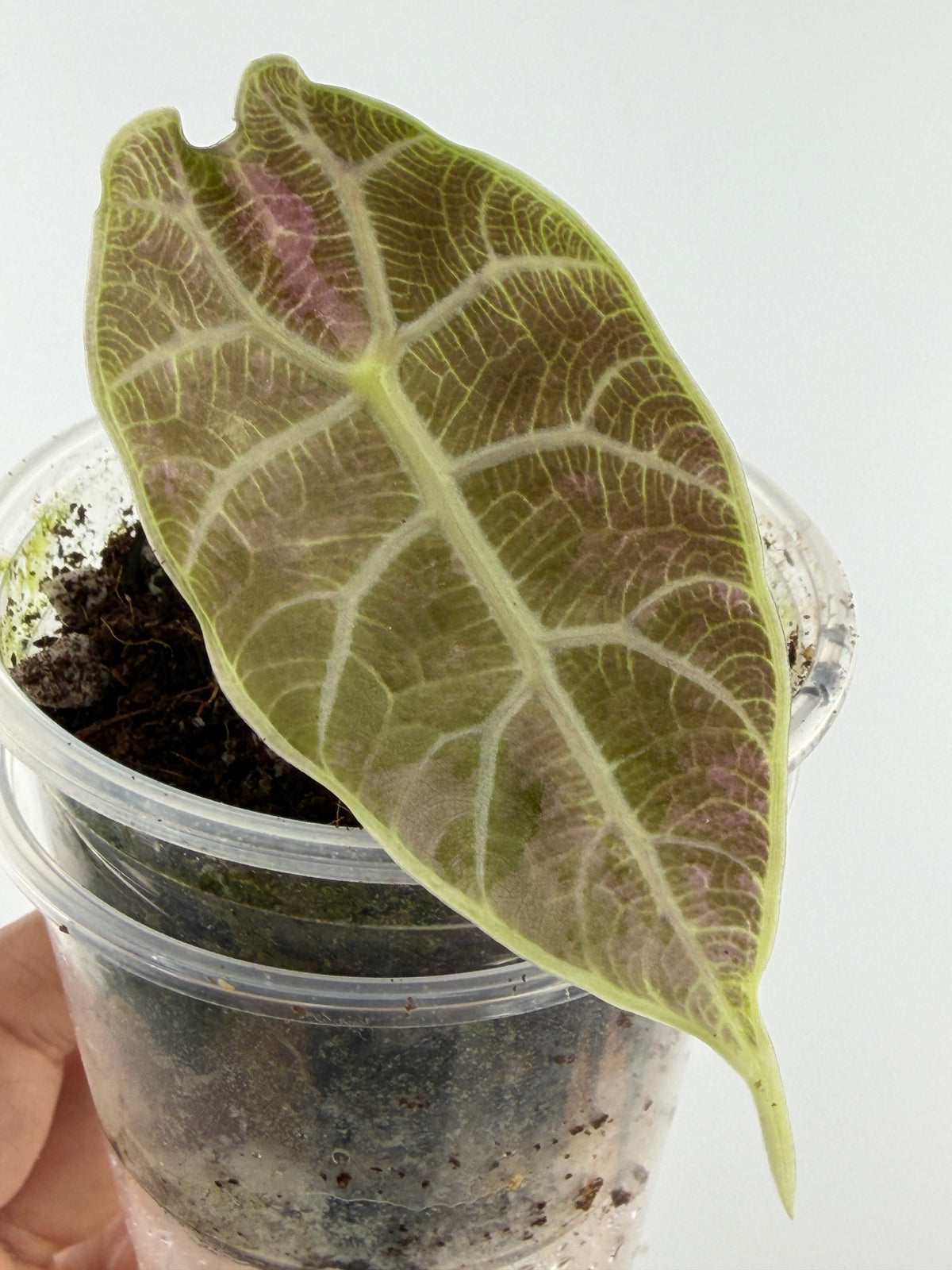 Alocasia Watsoniana Pink Mint Variegated pup with a velvety frosted-mint leaf blushed with rose-pink