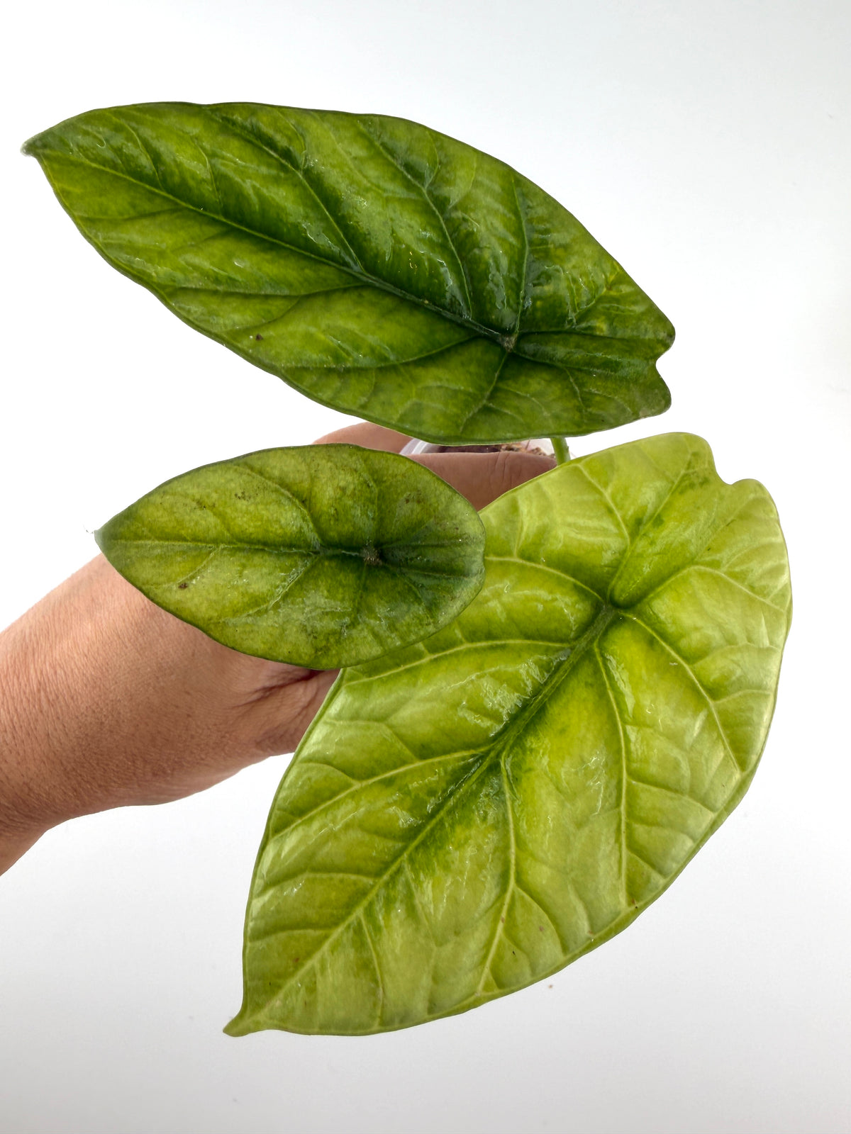 Alocasia Sinuata Mint Variegated (Quilted Dreams) with glossy quilted leaves washed in mint and lime