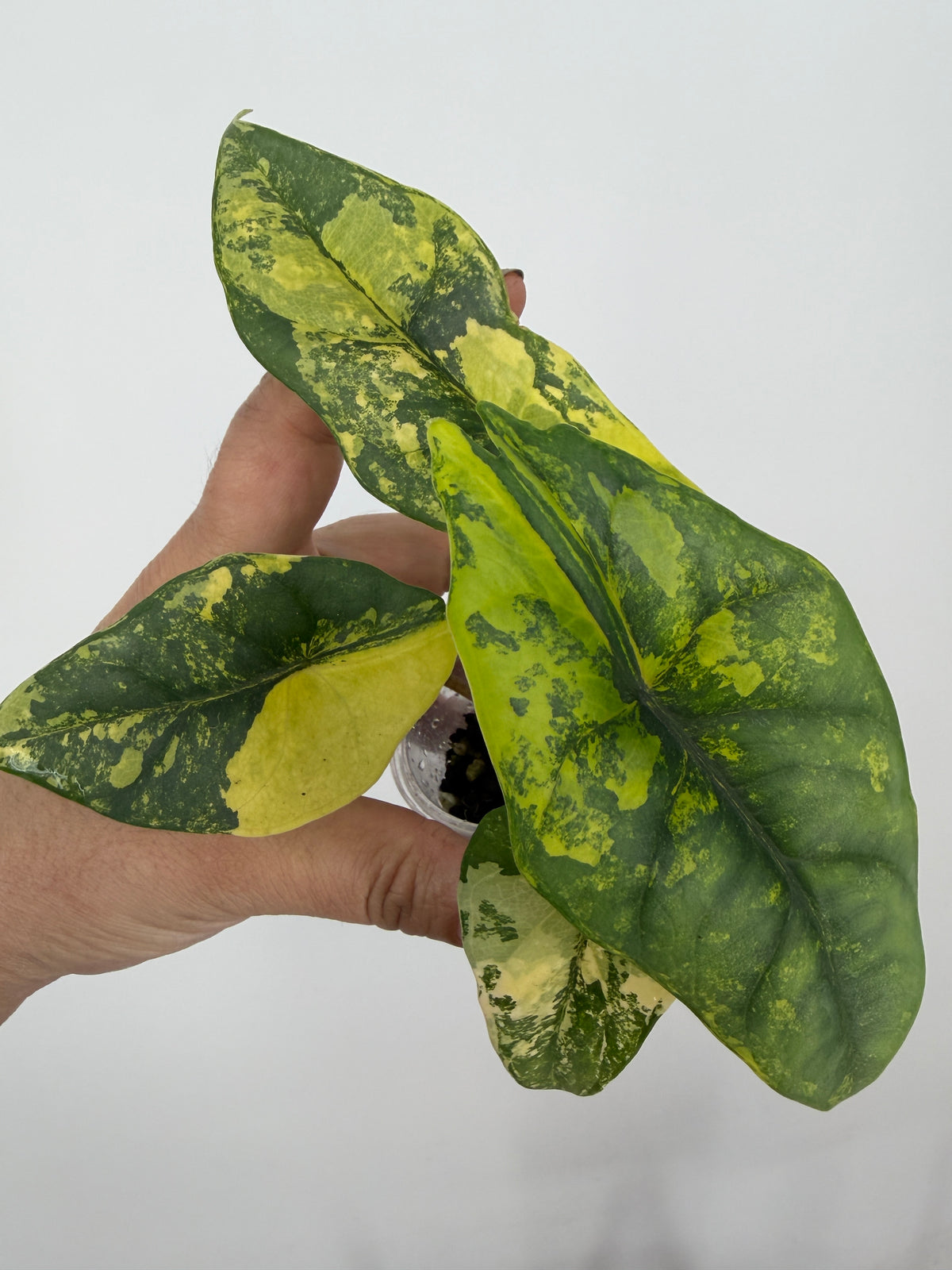 Alocasia Dragon Wing Aurea Variegated mother plant with leaves marbled in chartreuse-gold and green — reference only