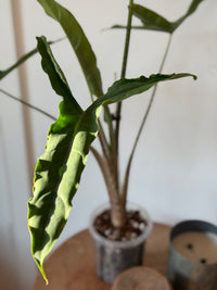 Alocasia Sp. Tigrina Wongii