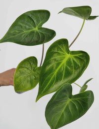 Alocasia Longiloba Heart Leaf Mutation Pup