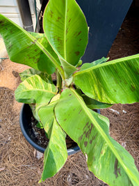 Dwarf Cabendish Banana Tree Variegated
