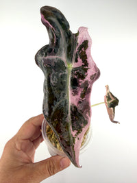 Alocasia Nobilis Pink Variegated
