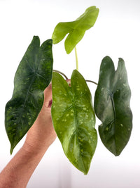 Alocasia Dragon Glass Hybrid Variegated