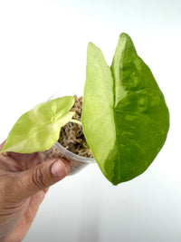 Alocasia Longiloba Cream Variegated