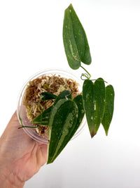 Dioscorea Transversa Thai Con Variegated