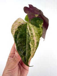 Dioscorea Sp. Satun Aurora