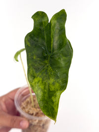 Alocasia Batwing Aurea Variegated