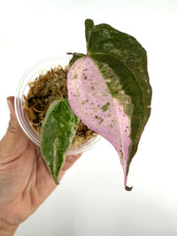 Dioscorea Sp. Satun Aurora
