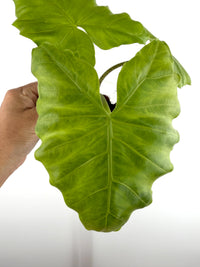Alocasia Manta Ray Hybrid (Batwing X Macrorrhiza)