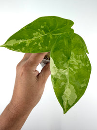 Alocasia Fornicata Marble Albo Variegated