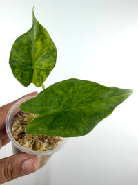 Alocasia Simpo Budo Dwarf Aurea Variegated