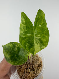Alocasia Longiloba Cream Galaxy Variegated