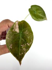Alocasia Cuprea Nom Yen Pink Variegated