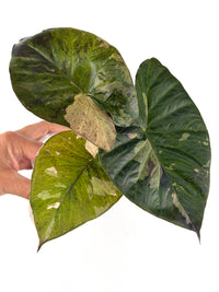 Alocasia Serendipity Sekura Variegated