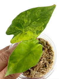 Alocasia Scabriuscula Aurea Variegated