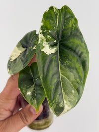 Alocasia Puncak Albo Variegated