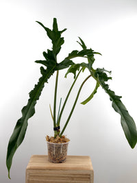 Philodendron Belle Isle Hybrid