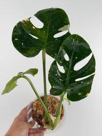 Monstera Deliciosa "Fish Bone"