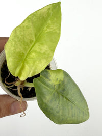Alocasia Sintang Aurea Variegated