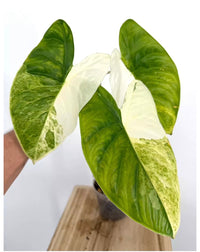 Alocasia Fornicata Albo Mint Tricolor Variegated Pup