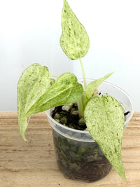 Alocasia Cuculatta Mint "White Form" Variegated