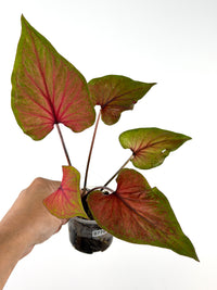 Caladium Thai Hybrid — exact plant with pointed rose-red leaves fading into olive-green borders (WYSIWYG)