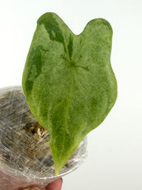 Alocasia Batwing Blue Silver Variegated