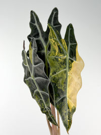 Alocasia Sanderiana Bull Aurea Variegated