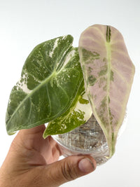 Alocasia Grandis Pink Variegated
